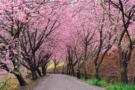 Cherry Blossoms in Taiwan: Everything You Need to Know Before Going