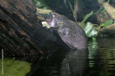 Ornithorhynchus anatinus / Ornithorynque Stock Photo | Adobe Stock