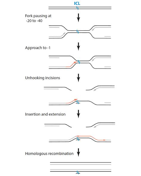 PhD Defense Wouter Hoogenboom Repair Of DNA Interstrand Crosslinks