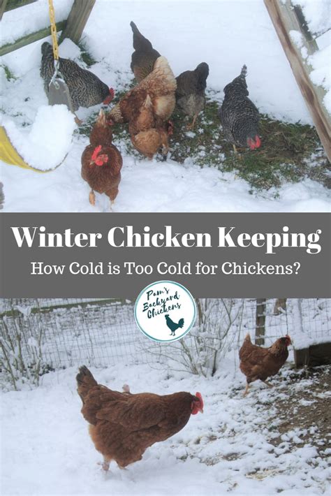 Pam S Backyard Chickens Winter Chicken Keeping How Cold Is Too Cold