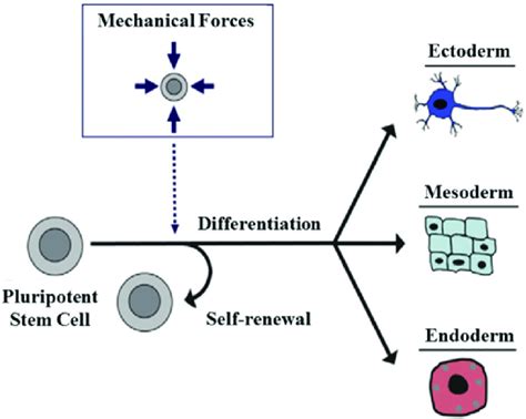 Biomechanics And Cell State Pluripotent Stem Cell Fate Decisions