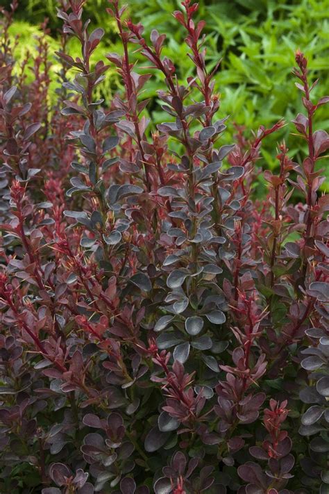 Royal Burgundy® Barberry Berberis Thunbergii Gentry Monrovia Plant