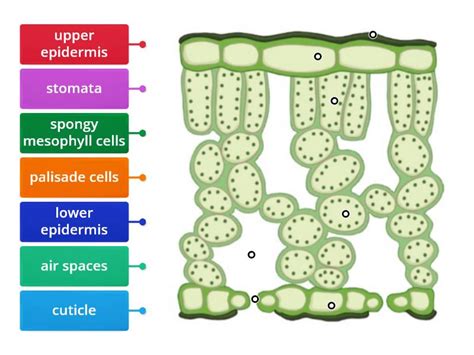 Cross Section of a Leaf - Labelled diagram