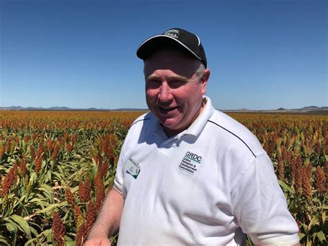 Grdc Helping Growers Make Decisions About Sorghum With National Variety