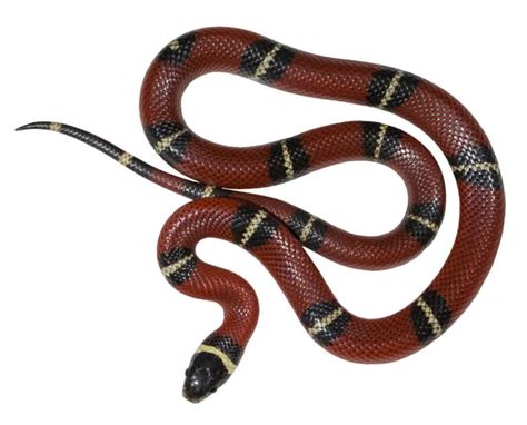 Are Milk Snakes Venomous Or Poisonous? - Reptile School