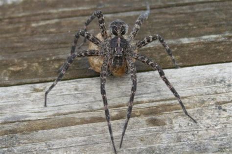 Facts about dock spiders | Cottage Tips