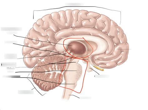 Brain Divisions Diagram Diagram | Quizlet