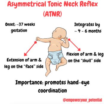 Asymmetrical Tonic Neck Reflex (ATNR) - PDF Poster by Empower your ...