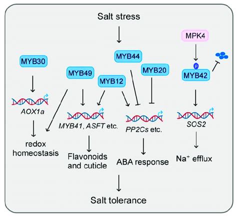 MYB Transcription Factors Participate In Salt Stress Through The