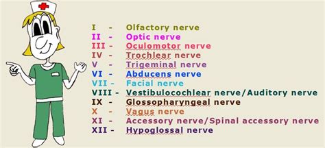 Vagus Nerve Nursing Assessment Nursing Mnemonics Cranial Nerves