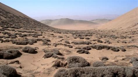 Chile La Rara Especie Del Desierto Atacama Que Se Alimenta De Neblina