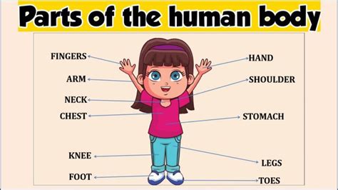 Parts of Body I Body parts for kids I Parts of Body name in English I Human Body Parts I ...