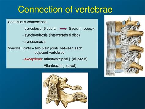 Vertebral Column Thorax Ppt Download