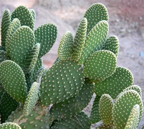 Opuntia los cactus más resistentes