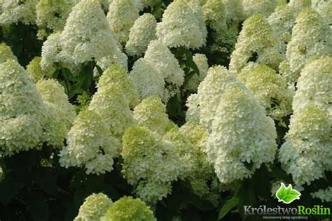 Hortensja Bukietowa Limelight Na Pniu Hydrangea Paniculata C5 C75pa70