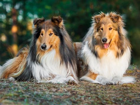 Rough Collie - Dog Breed Guide | Spot®