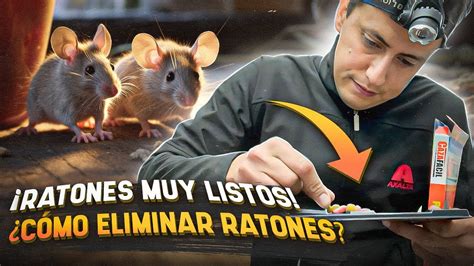 Se Metieron Los Ratones Y Son Muy Listos YouTube