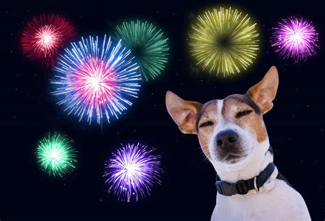 Prepare Pets Early For Firework Season Advise Vet Charity Pdsa