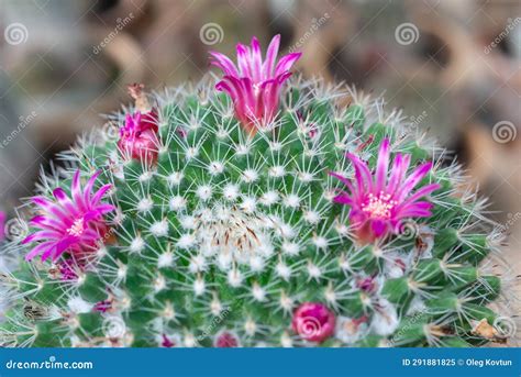 Mammillaria Cactus Blooming With Pink Flowers Botanical Garden In