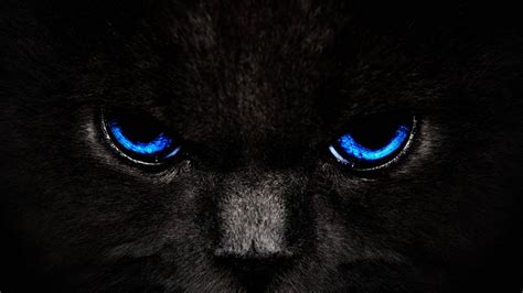 [100+] Cool Cat Wallpapers | Wallpapers.com