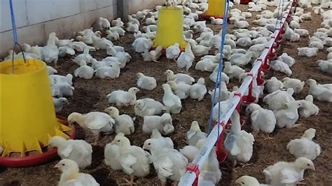 Ayam Broiler Umur 10 Hari Bobot 336 Gram Close House 9600 Ekor