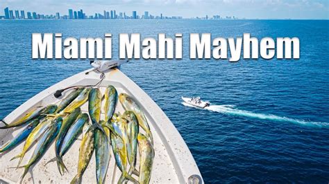 Miami Mahi Mayhem In A Ft Bay Boat Youtube