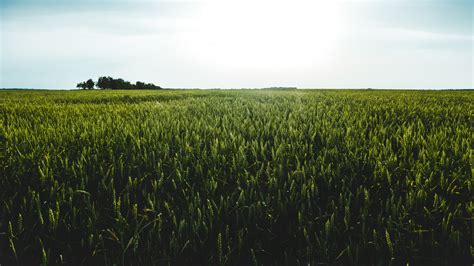 Free Images Tree Horizon Plant Sky Meadow Wheat Grain Prairie