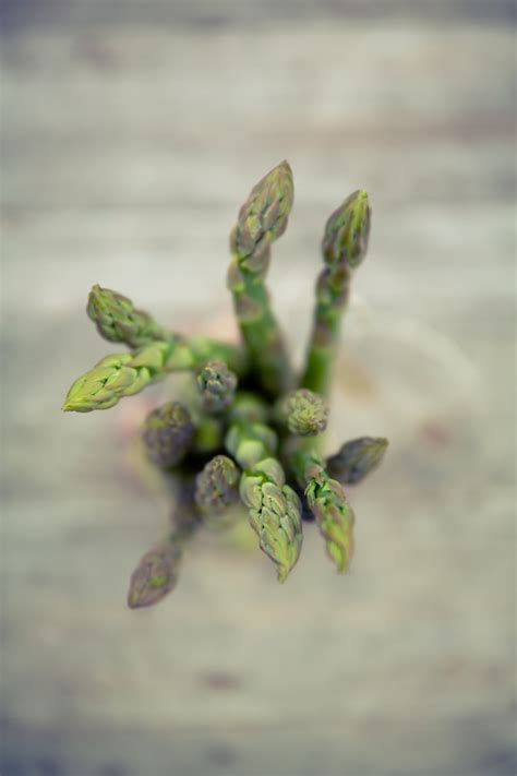 Kostenlose foto Natur Ast blühen Pflanze Fotografie Blatt Blume