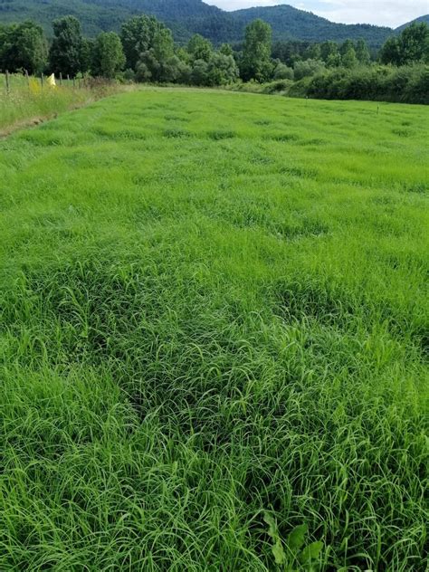 Agrobazaar TEFF GRASS YAZLIK SIĞIR OTU TOHUMU 10 Kg Fiyatları