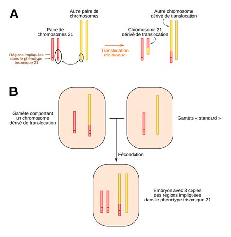 Translocation R Ciproque Et Trisomie Planet Vie