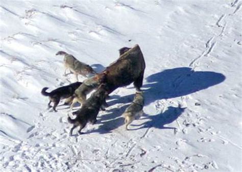 New Research Shows Yellowstone Wolves Pick Their Prey Based On Pack