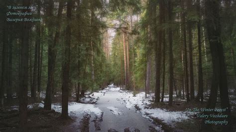 In The Winter Forest My Best Winter Forest Photography Valery