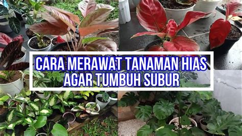 Cara Mudah Merawat Tanaman Hias Di Rumah Agar Tetap Cantik Dan Segar