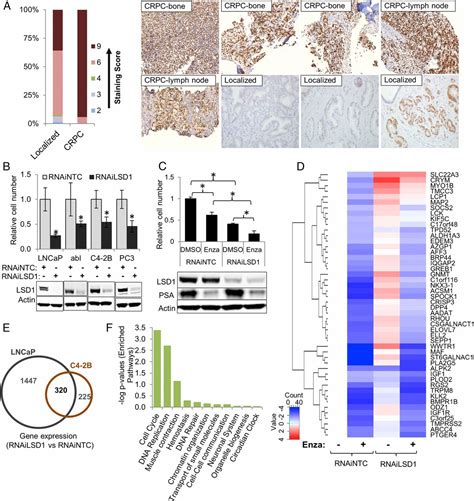 Lsd Activates A Lethal Prostate Cancer Gene Network Independently Of