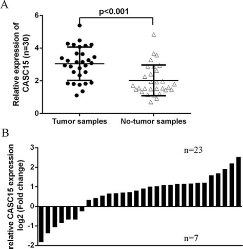 Lncrna Casc15 Was Overexpressed In Tscc Tissues A The Expression Of