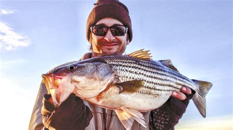 Albemarle Sound stripers heat up - Carolina Sportsman