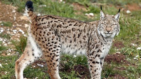 Siberian Lynx House Cat