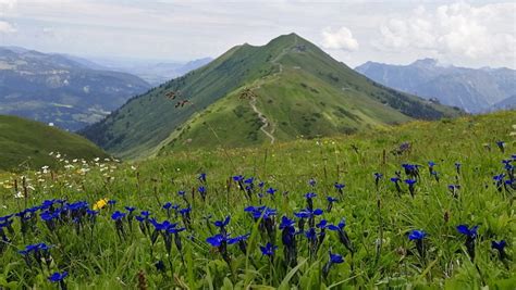 Flowers Austria Mountains - Free photo on Pixabay - Pixabay