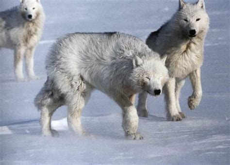 The Arctic Wolves - Owlcation