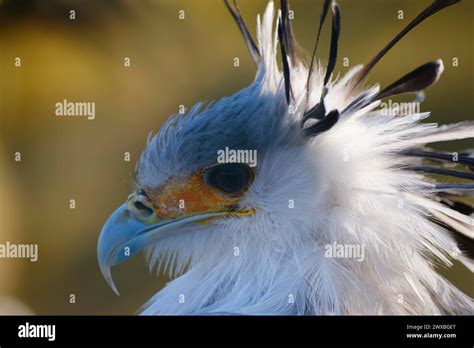 Secretary Bird Sagittarius Serpentarius Bird Of Prey Portrait