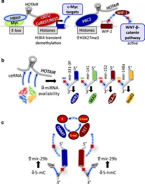 Ncrnas As Posttranscriptional And Epigenetic Modulators Of Gene