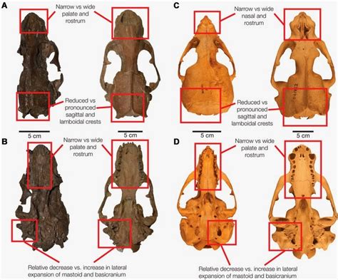 The Coastal Paleontologist Atlantic Edition Sexual Dimorphism In