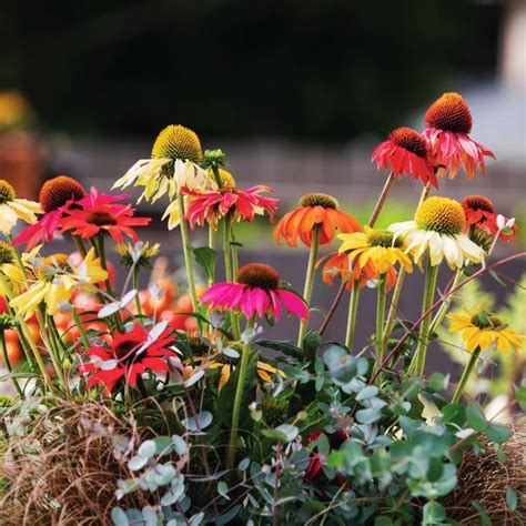 Echinacea Pollynation Mix Seed Harris Seeds