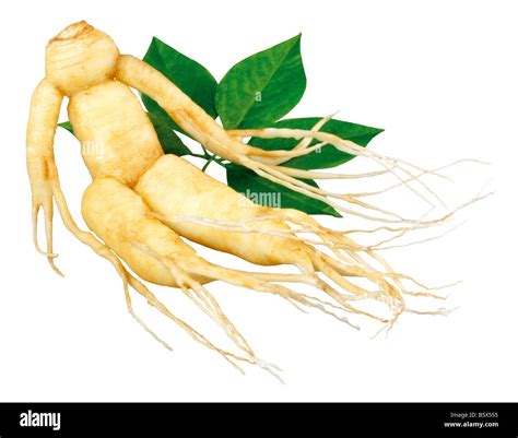 Hojas De Ginseng Fotografías E Imágenes De Alta Resolución Alamy