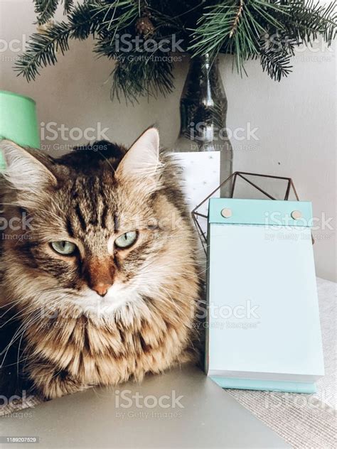 Cute Cat Sitting On Table Maine Coon With Funny Look And Emotions