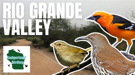 Birding The Rio Grande Valley In South Texas Lifer Quest Part 2