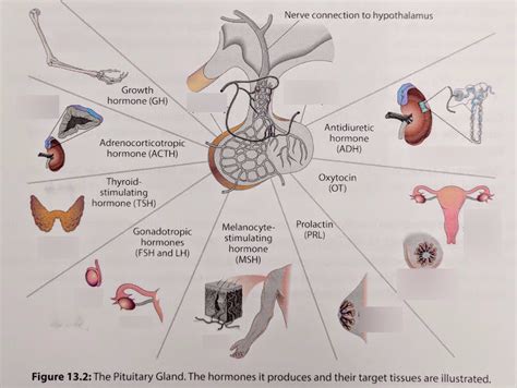 Ch 13 2 Pituitary Gland Hormones And Target Organs Diagram Quizlet