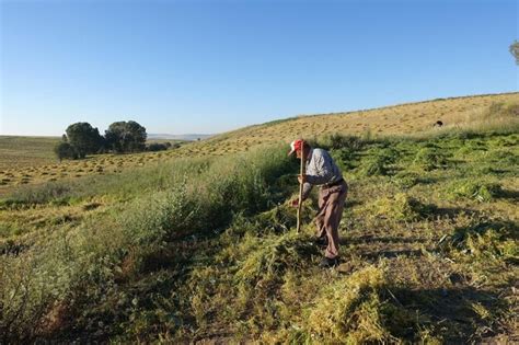 Agricultor Trabajando En El Campo Con Una Guada A Usando Una Guada A Un