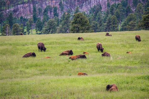 Custer State Park Tours — Dave's World Tours