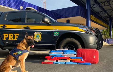 ajuda de cão farejador PRF encontra 20 quilos de maconha dentro de